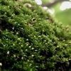 牧野記念庭園にて苔〈230520〉Moss at Makino Memorial Garden