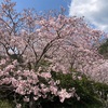 満開の桜🌸