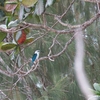 シロガシラショウビン Beach Kingfisher