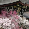 北野天満宮の梅🌸2025