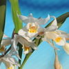 Coelogyne Cosmo-Crista 