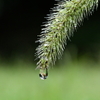 エノコログサに雨