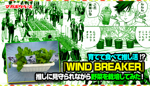 育てて食べて推し活!? 『WIND BREAKER』推しに見守られながら野菜を栽培してみた！