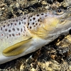 肴の川魚料理【岩魚が釣れない！】