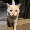 ネコオフィスの未来