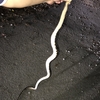 アカマタの老熟個体 170cmオーバー