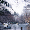「散策日和@吉祥寺#４６(井の頭公園)_桜🌸とBH」_撮影特訓編 