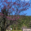 寒緋桜が見頃