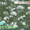 カスミソウの出荷が最盛期【熊本】