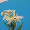 Dendrobium sp. 　　　from.Myanmar 　　