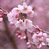 【仙台】桜のお花見・開花情報～錦町公園編～2019年