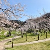 金沢 卯辰山公園／四百年の森にて花見日和のピクニック