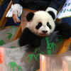 パンダはチベットの動物です。　中華の動物ではありません。