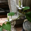 ドクダミの花