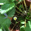 ワイルドストロベリー開花の巻き。順調に育ってくれてます。