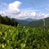 二番茶シーズンは折り返しを過ぎ…