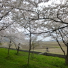 【現在】　川の桜、それから駅の桜