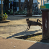 近隣繁華街のねこさん