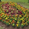 花壇の植え替え作業に参加して─美しい花々が彩る動物園の一日