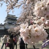 小田原城へ満開の桜を見に行きました