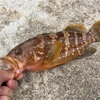 魚が好き。水族館が好き。