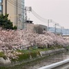 尾道桜情報④〜桜土手〜🌸