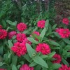 フラワー通りの花々