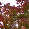 ぼちぼち紅葉の野中宮山古墳