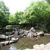 香澄公園の紫陽花