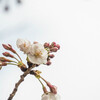 桜 Sakura      その１＠東京都墨田区・千葉県習志野市