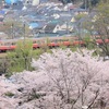 【東京都】桜と新緑と西武線が彩る多摩湖の春　狭山公園お花見散歩（2019年）