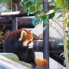 大森山動物園「雪の動物園」2019.1.12⑥