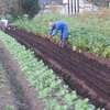 今週の野菜