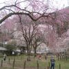 今年も清雲寺のしだれ桜を見るために秩父へ