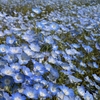 4月17日～4月19日 今年もネモフィラを見に行った
