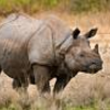 意外な意味を持つ英単語 "rhino"