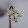 雌花は見つからず：セリバオウレン