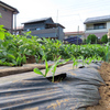 順調に発芽したトウモロコシ