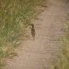 アフリカマミジロタヒバリ(Grassland Pipit)