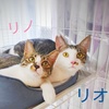 リノ＆リオ兄妹10か月 里親様募集
