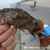 GW･メバリング撃沈からの落とし込み根魚狙い