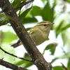 植物園の鳥（２０１３　０９１４）