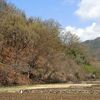 山の芽吹き