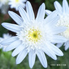 モクシュンギク Argyranthemum frutescens