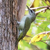 北海道）4日目。野幌森林公園。ヤマゲラ、キバシリ、オオアカゲラ、アカゲラ、ウグイス、シマエナガ、シロハラゴジュウカラ、ハシブトガラ（実）、コゲラ。紅葉きれい。