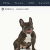 #プライムデー Amazon落ちた?犬がでるほど大盛況～猫の手は余ってた～