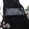 勝俣部長の「ため息」１１８５････生きてる　証し