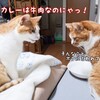 カレー色の猫を見て思い出すカレーの記憶