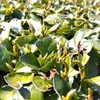 本格的に動き始めた一番茶の芽　萌芽まではあと僅か