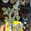 🌵多肉植物   わさわさな七宝樹  他🌵